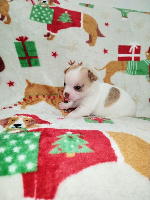 Bebe Chihuahua macho