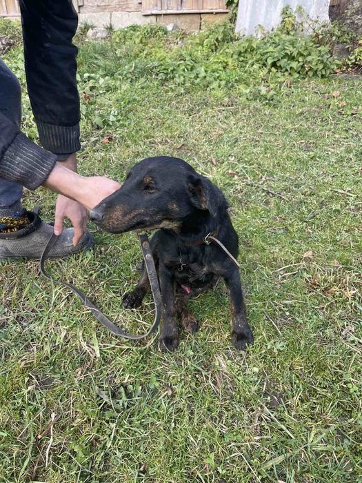 Продам ягдер'єра