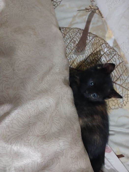 БЕЗКОШТОВНО віддам кошенят