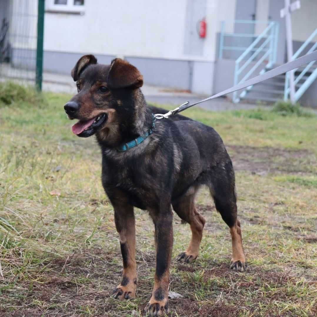 młody. fajny, nieduży piesek czeka na dom