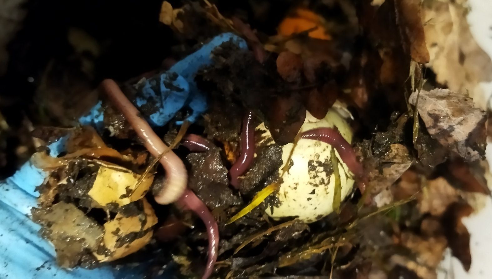 Dżdżownice kalifornijskie na kompost