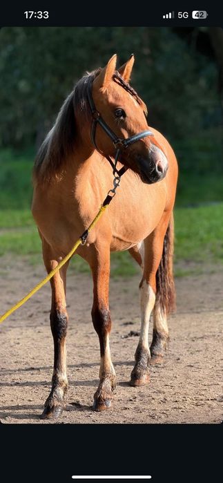 Sprzedam kolorowego ogierka