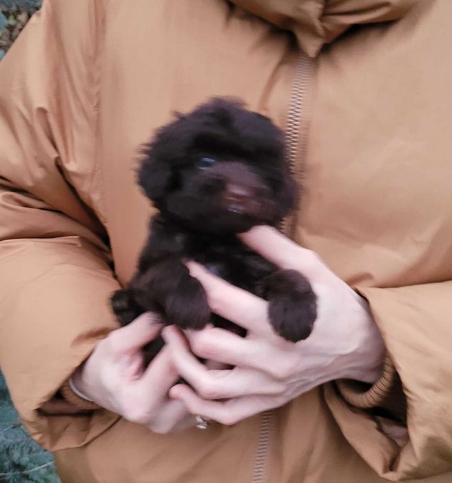 Чарівний та супер милий хлопчик коричневого Той пуделя з Києва