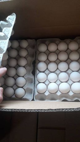 Продажу інкубаційне яйце бройлера.