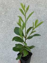 Laurowiśnia Rotundifolia/Novita 20-40 cm doniczka p9