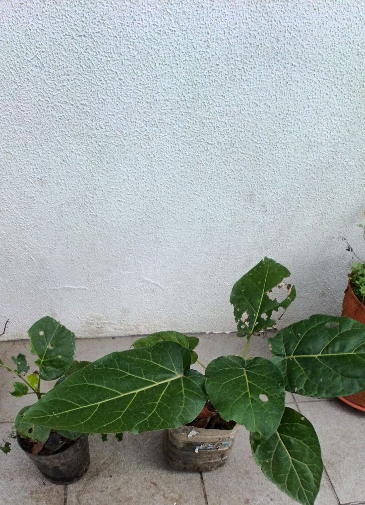Plantas em vaso.