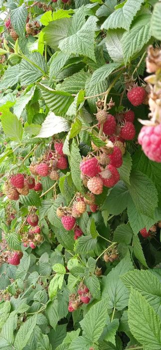 Sadzonki maliny Glen Ample odporna i nie wymagająca WYSYŁKA POBRANIOWA