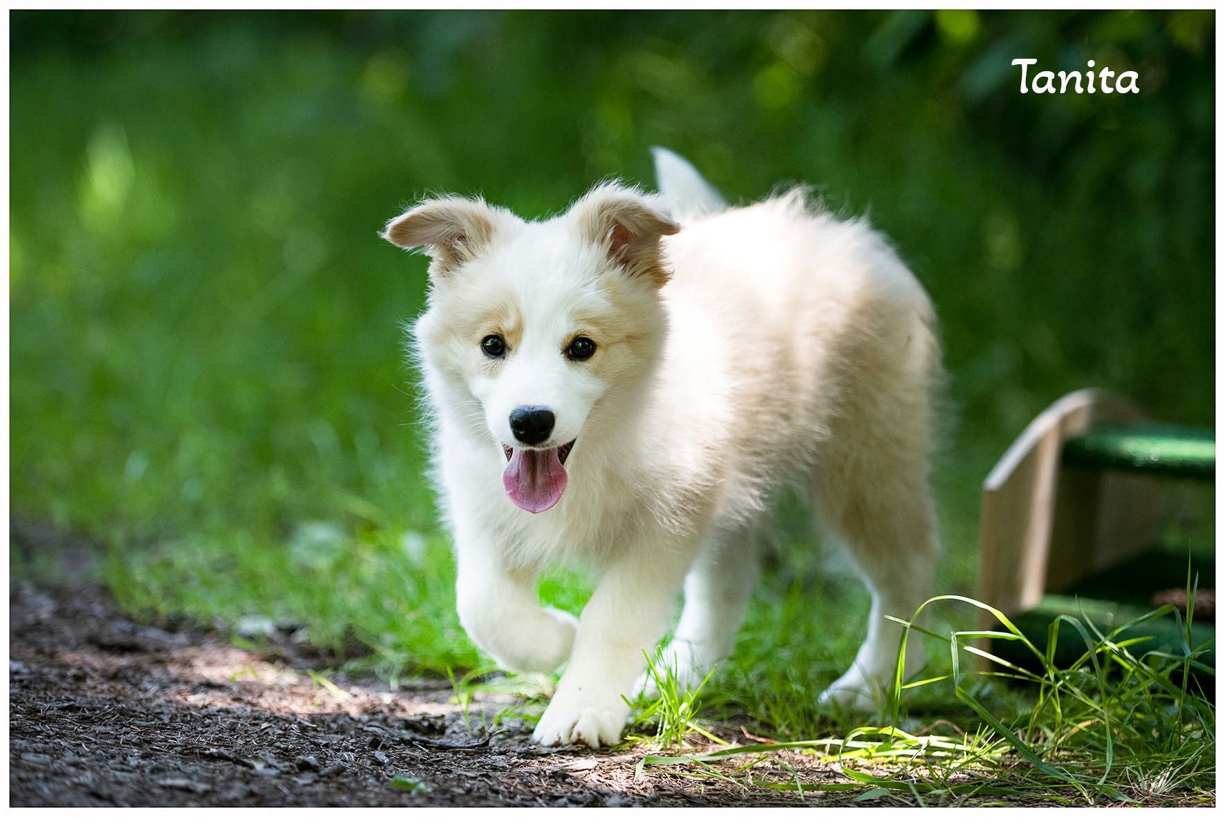Border Collie FCI ZKwP