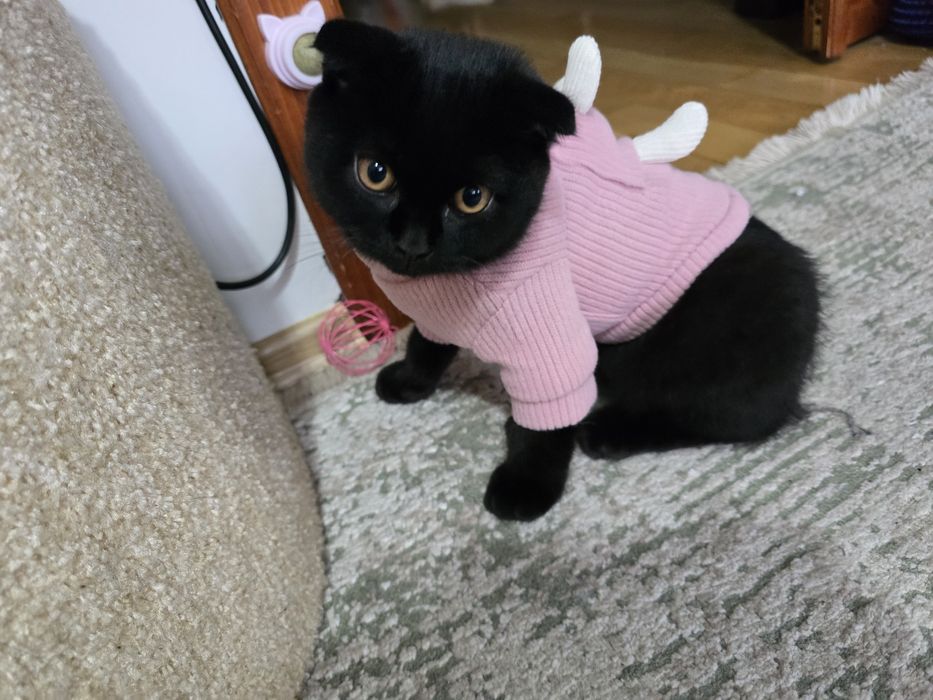 Кошеня шотландець висловушка короткошерстий хлопчик скотіш фолд
