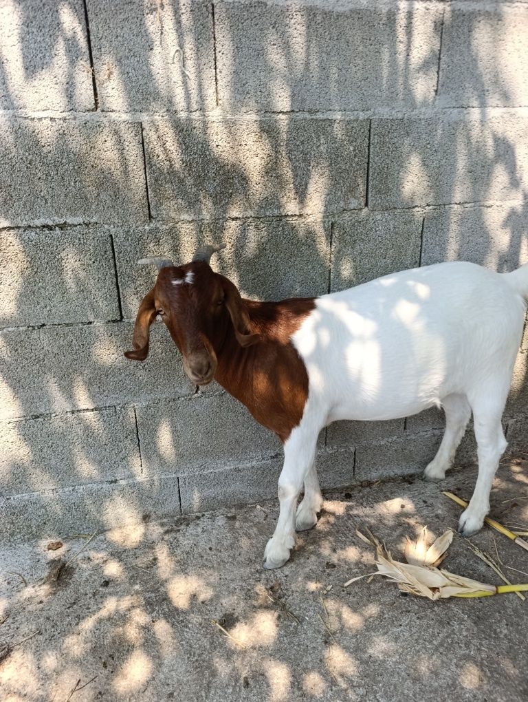 Vendo cabrita Boer prenha