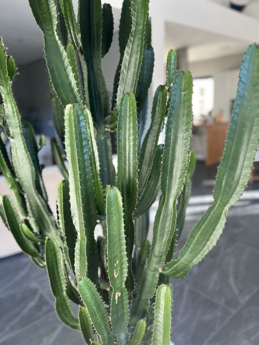 Kaktus rozłożysty 250 cm