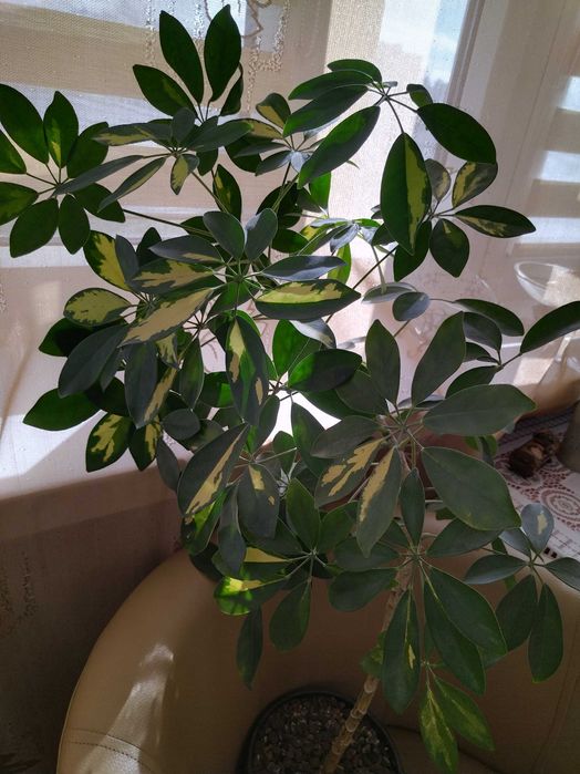 Szeflera/100cm z doniczką