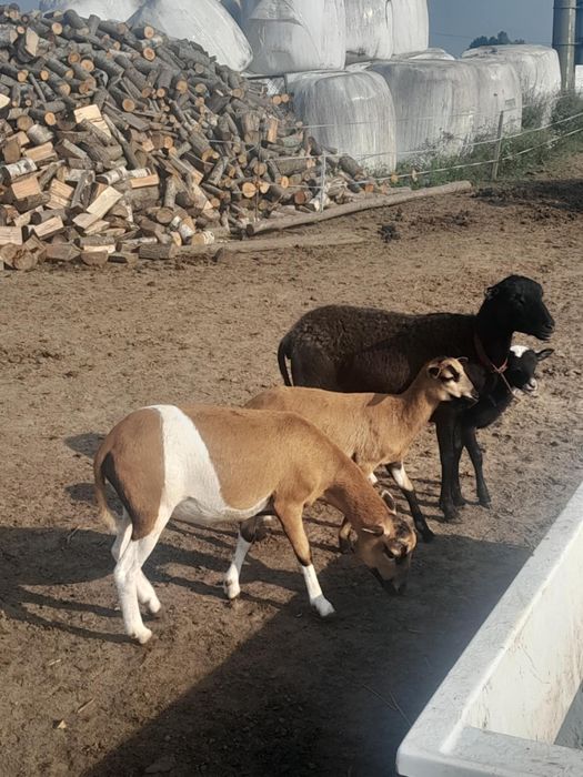 Sprzedam - młode owce