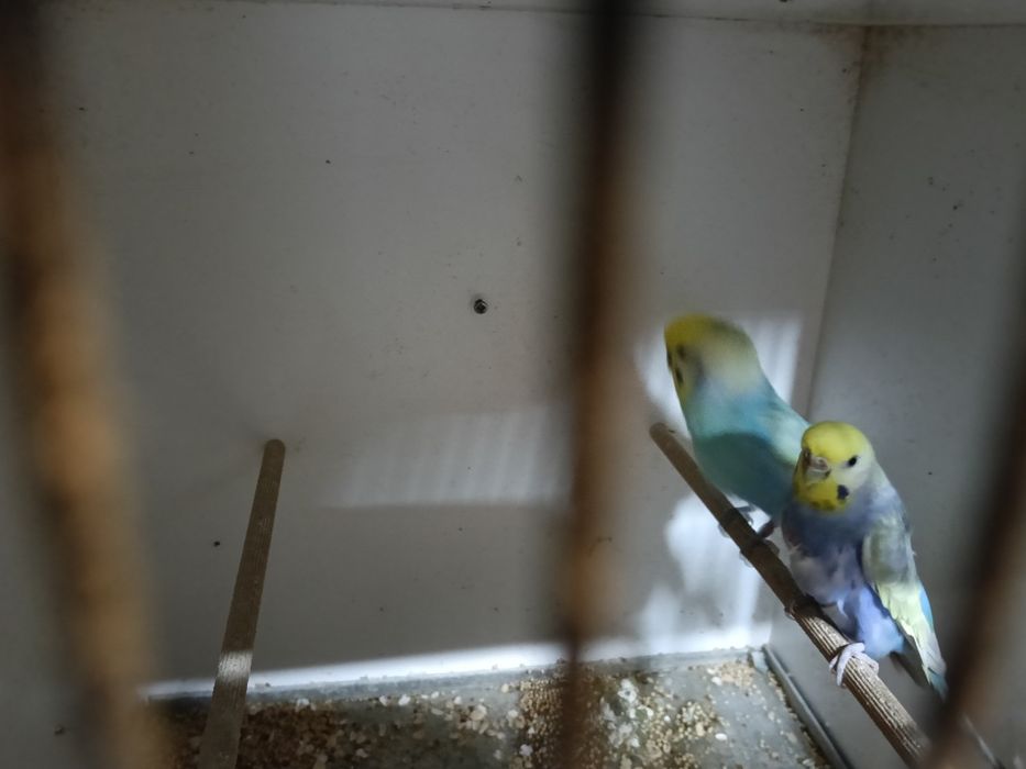 Piriquitos arco íris