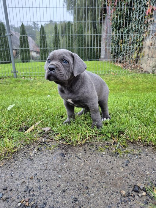 Niebieski Blue Cane Corso Italiano szczeniak Rodowód mocni rodzice