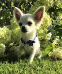 NIKO chihuahua długowłosy ZKwP (FCI)