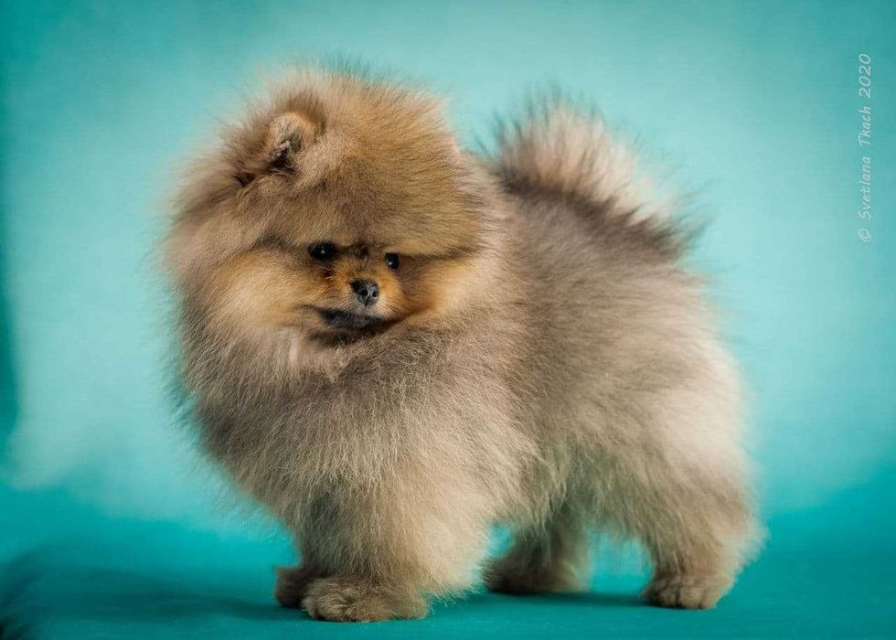 Люксовые щенки померанского шпица мишки курносые плюшевые