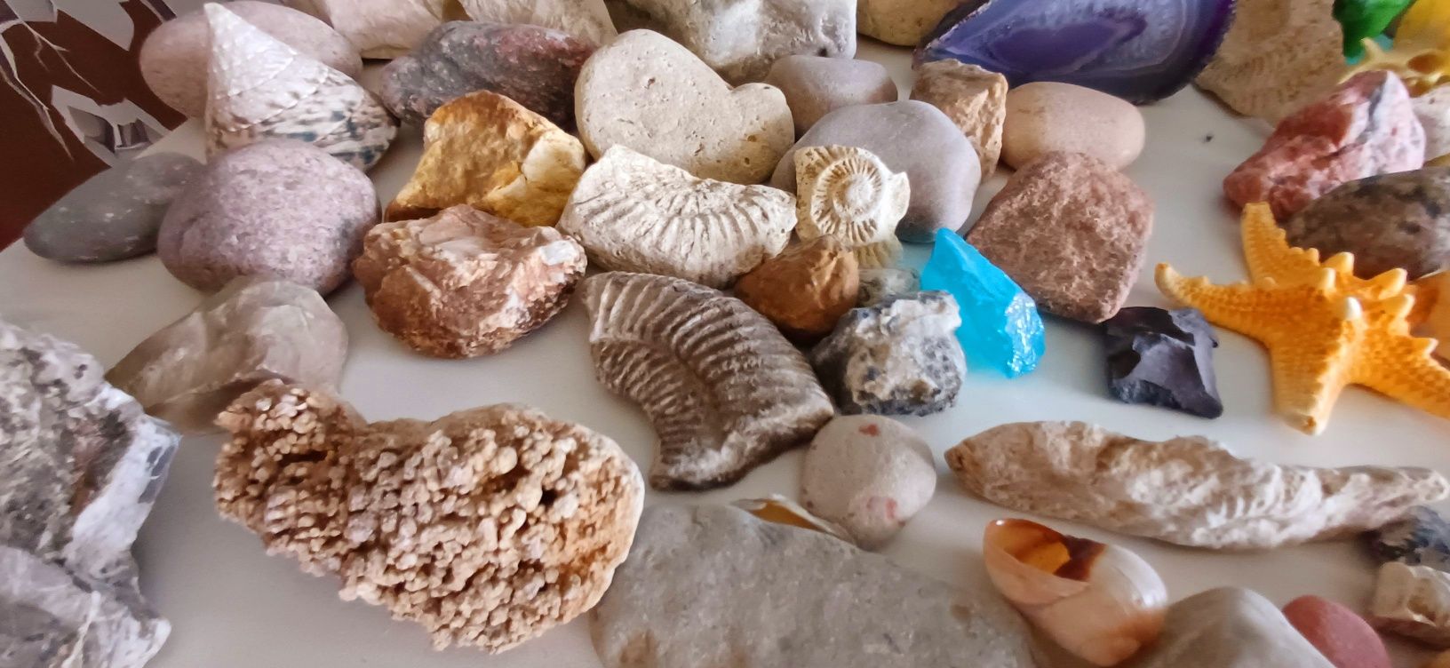 Kamienie szlachetne skamieliny amonit amonity minerały Jura Agat