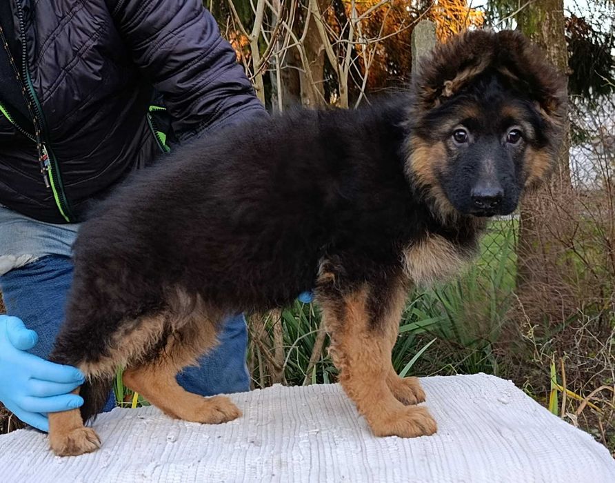 Owczarek niemiecki długowłosy FCI piesek 2 miesiące