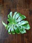 Monstera thai constellation
