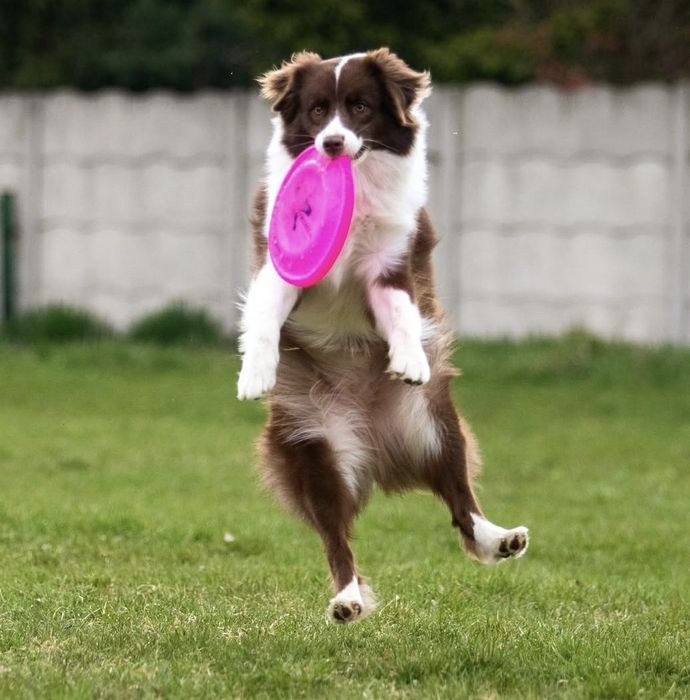 Owczarek australijski merle suczka ZKwP FCI