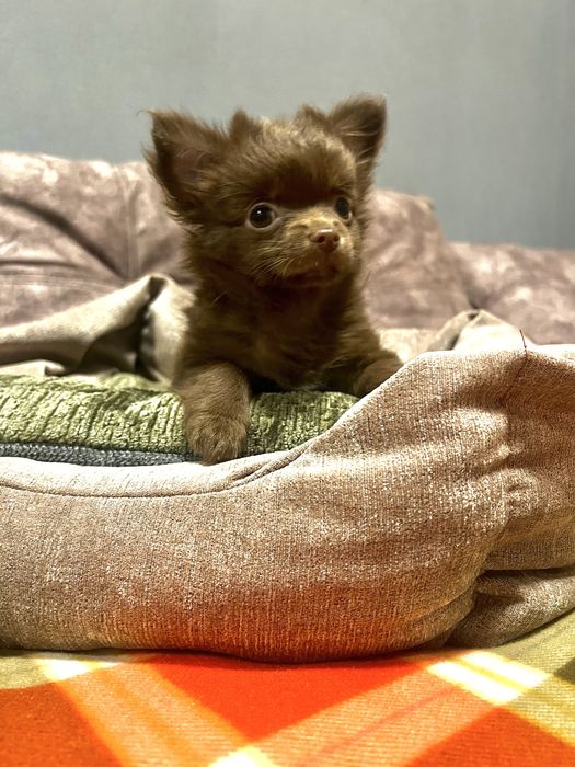 Дівчинка чихуахуа д/ш