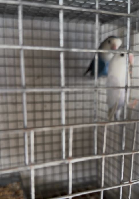 Casais de agapornis e periquitos reprodutores