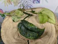 Zestaw scindapsus variegata bakunawa exotica crem brule mutation