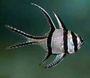 Akwarium morskie - Pterapogon Kauderni
