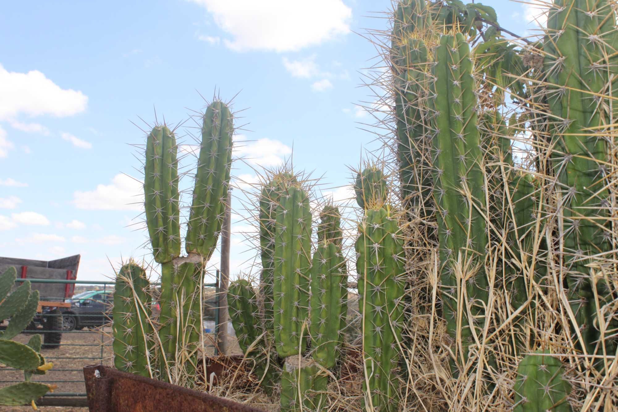 Cactos S. PEDRO..