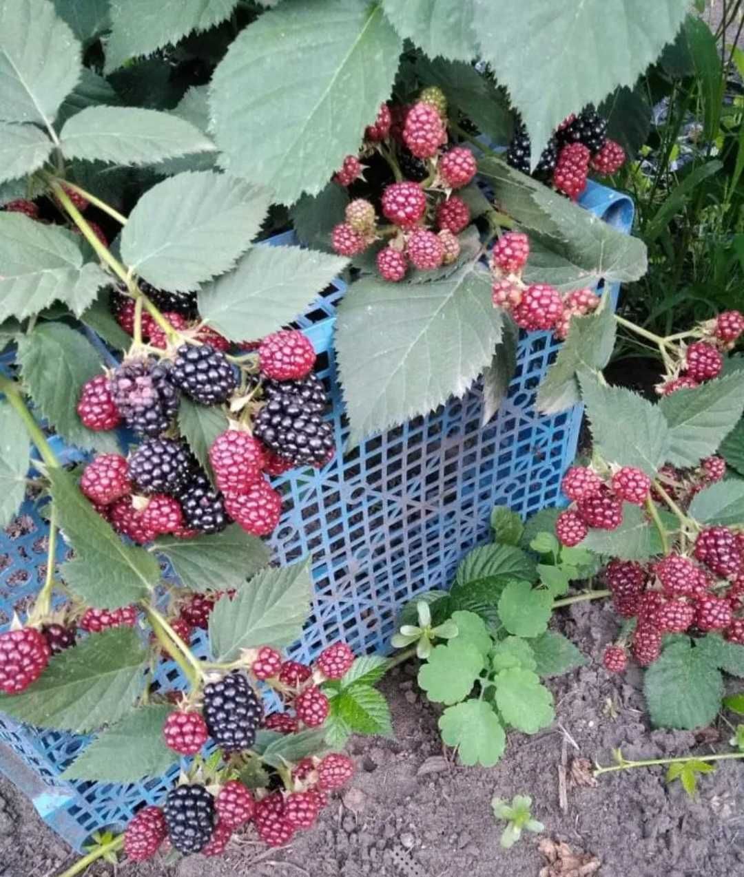 Ежевика без шипов