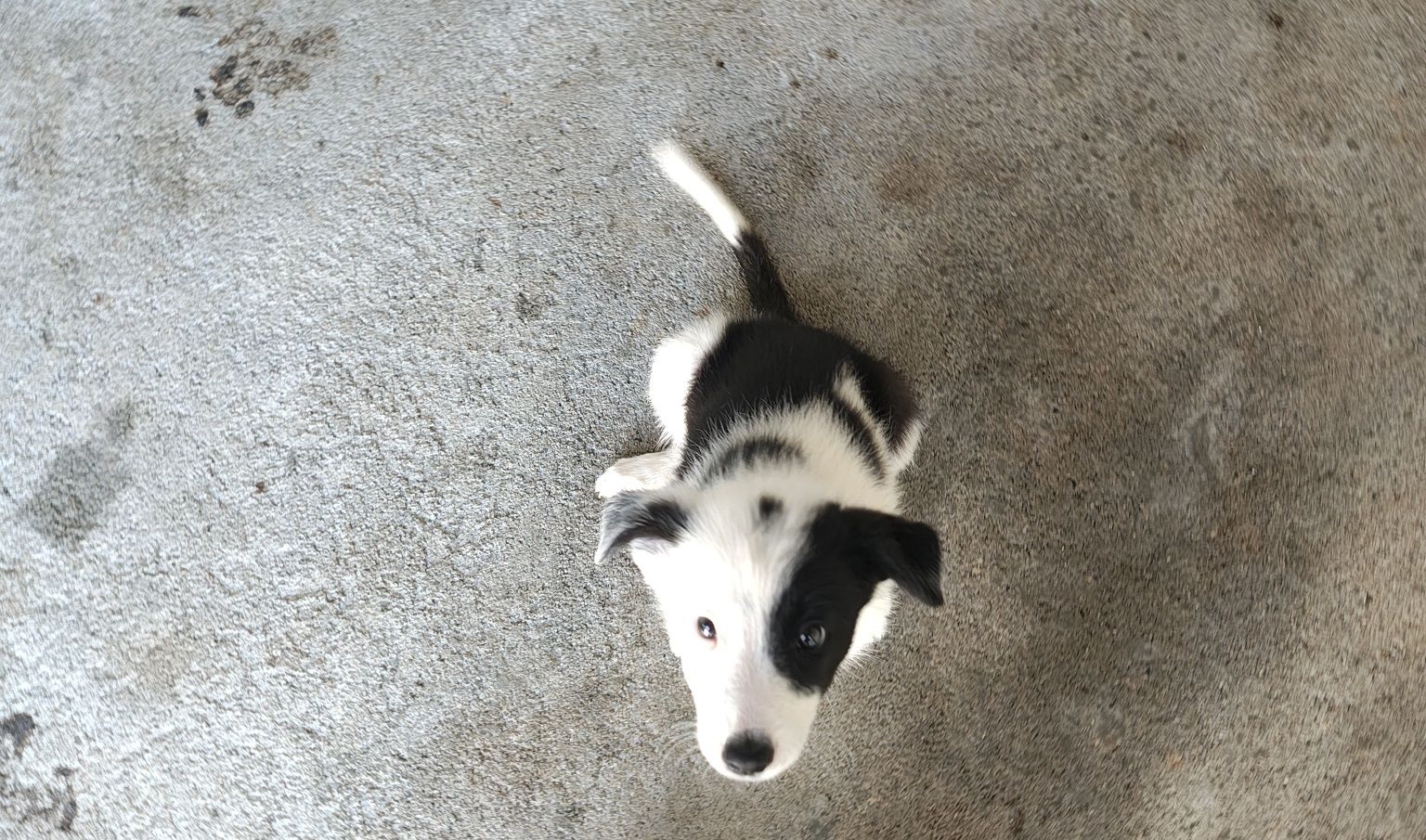 Border collie fêmea pura