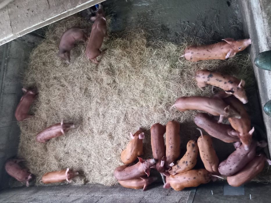 Porcos / Leitões raça Duroc