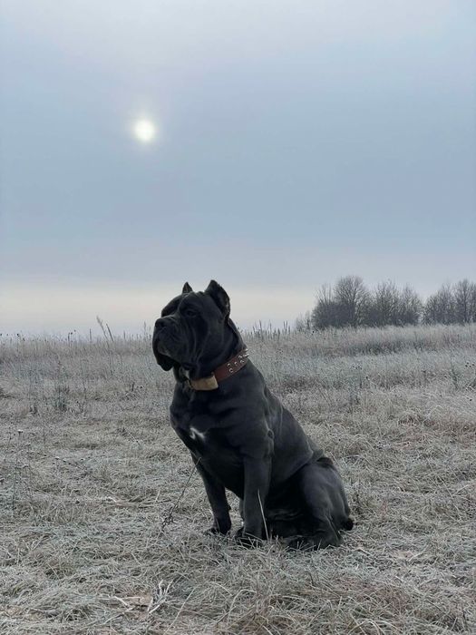 Не загуби шанс придбати-одного знайкращих щенят