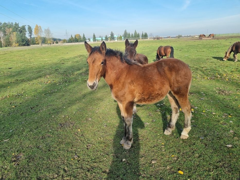 Konie zimnokrwiste, źrebaki, klaczki, ogier, koń