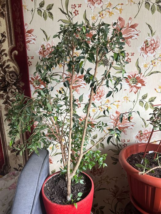 квіти у вазонах кімнатні