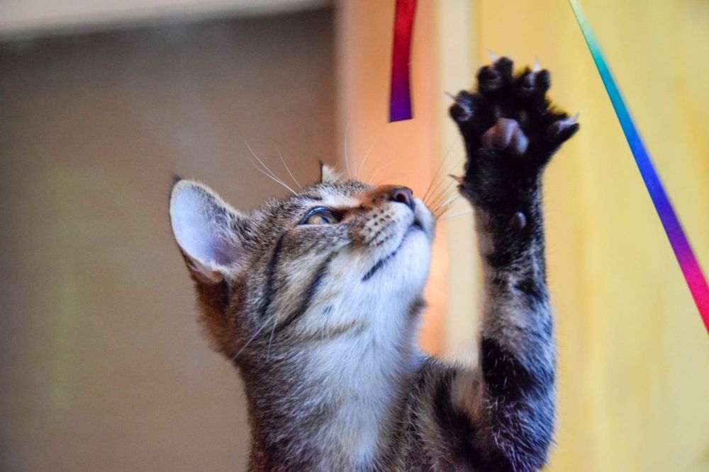 Przytulas cudowny dwu latek