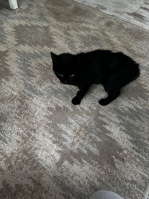 Oddam kotka 3 miesiace