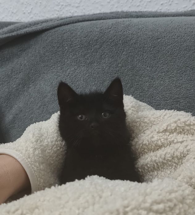 Oddam kotkę ok 10 tygodni