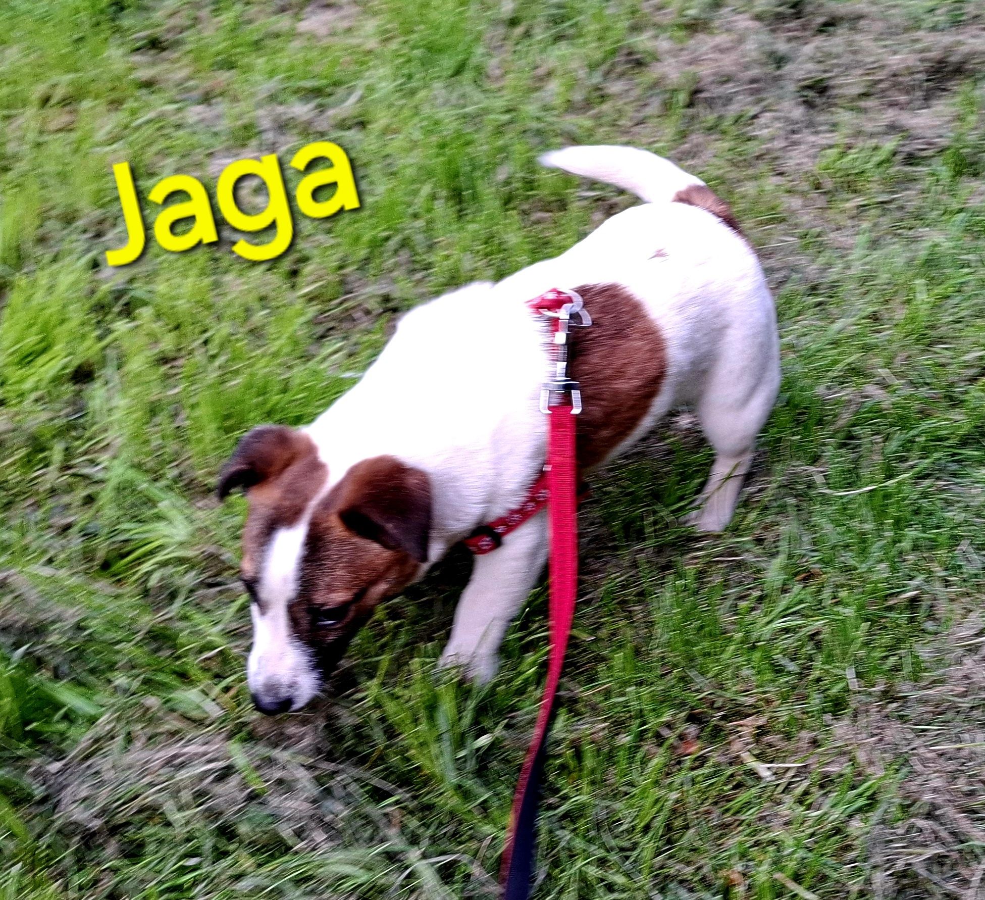 Jaga śliczna !!! suczka Jack Russell krótkie nóżki RODZIICE Whodowli