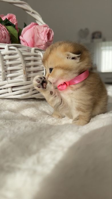 Kotka Szkocka Złota. Scottish fold. Do rezerwacji