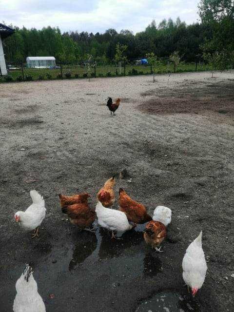 Sprzedam kury na rosół