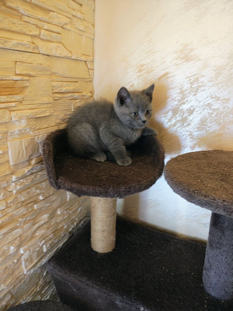 Kocurek brytyjski