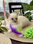 Kocurki Ragdoll- Rodowód FPL/FIFe