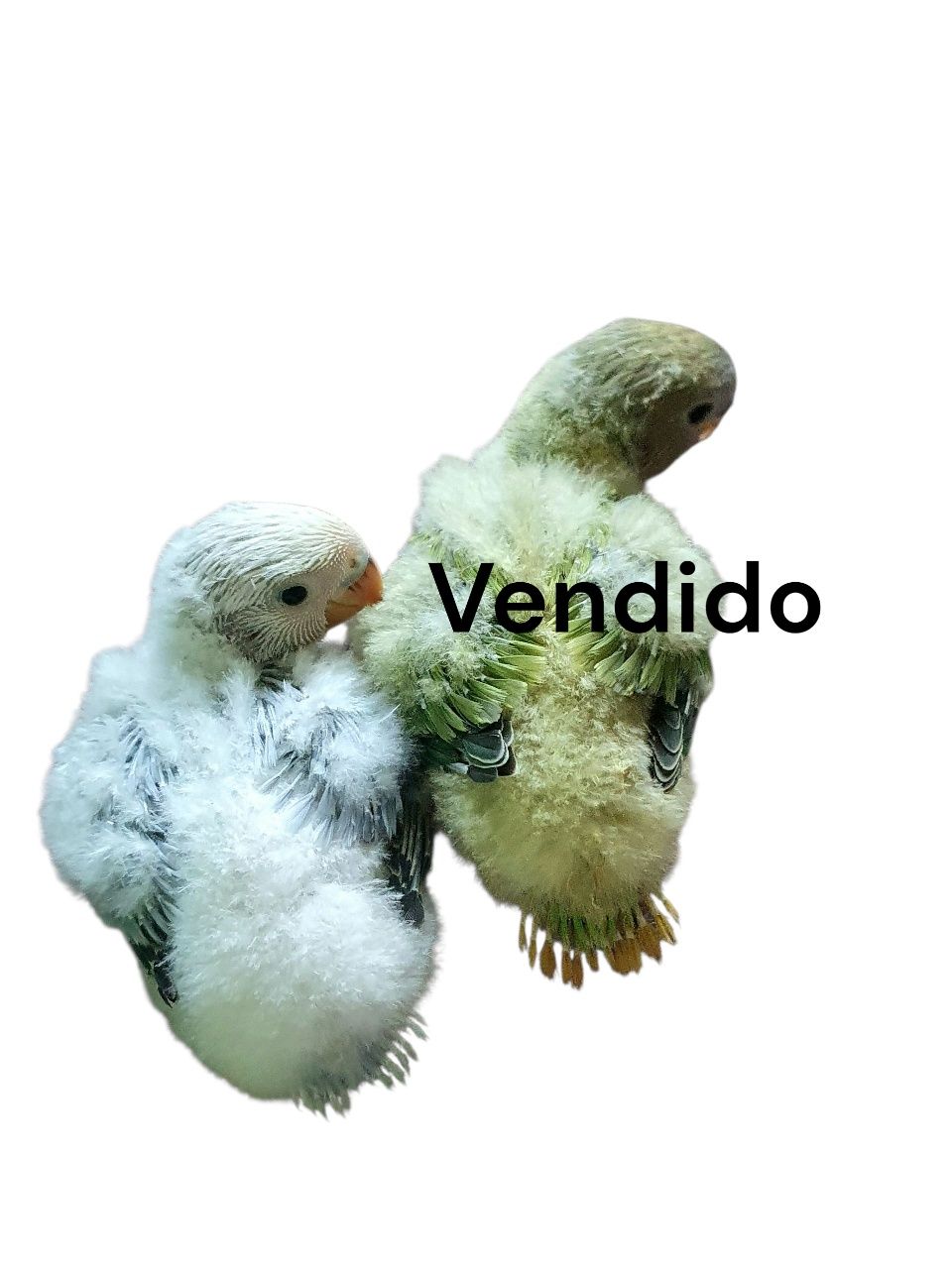 BEBÉS Agapornis  com 4 semanas só disponivel o azul.