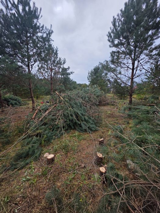 Oddam Drewno na opał