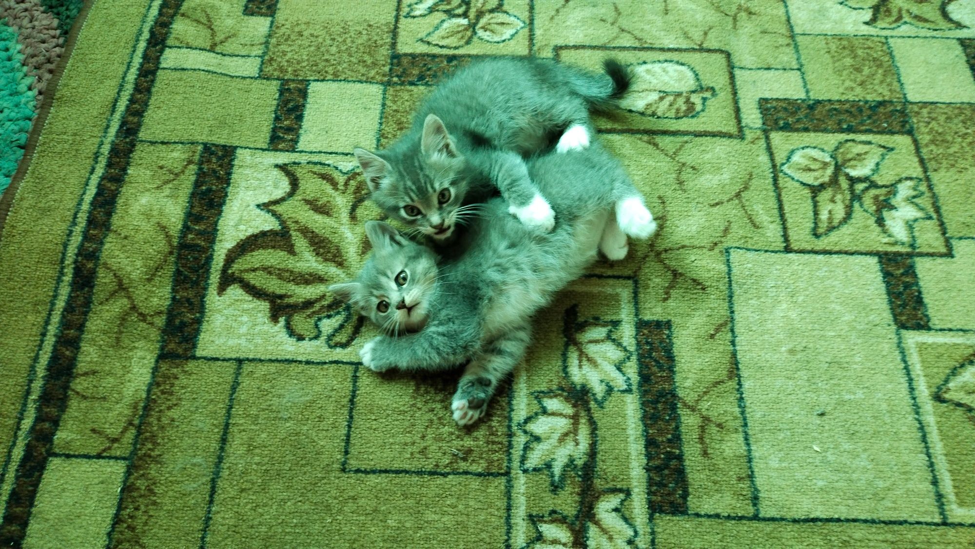 Котинята 2 місяця в добрі руки