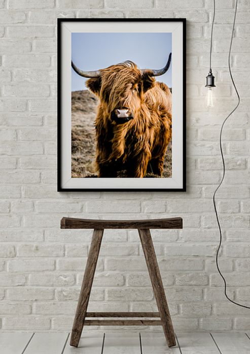 Plakat loft! Szkocja Highland Cattle Szkocka Rasa Wyżynna Krowa natura