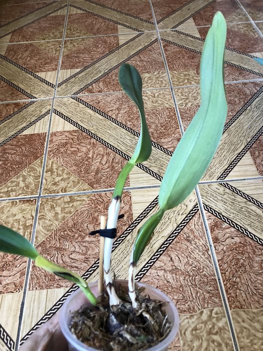 Орхідея каттлея поділка