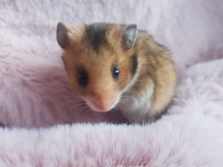 Chomik syryjski krótkowłosy